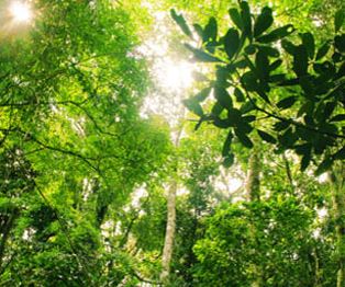 Jungle Crossing at Riviera Maya