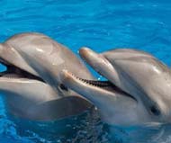 Swim with Dolphins at Riviera Maya