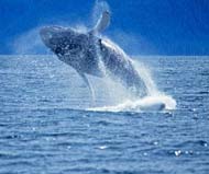 Whale Whatching at Puerto Vallarta