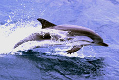 Dolphin Tour Package