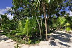 Riviera Maya Jungle Crossing