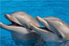 Swim With Dolphins Package